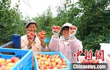 圖為興安盟沙果迎豐收?！】朴仪捌煳麄鞑抗﹫D
