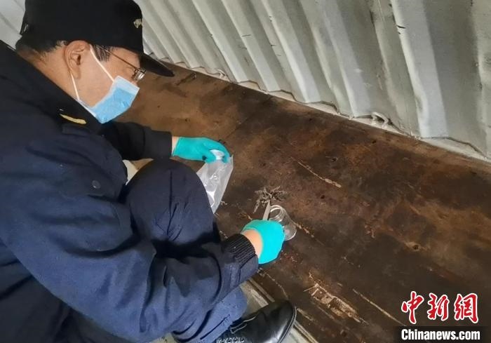 張家港海關(guān)工作人員截獲捕鳥蛛?！⊥踅〕?攝