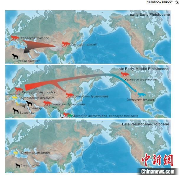 非洲野犬-異豺支系的演化脈絡(luò)圖?！≈锌圃汗偶棺邓?供圖