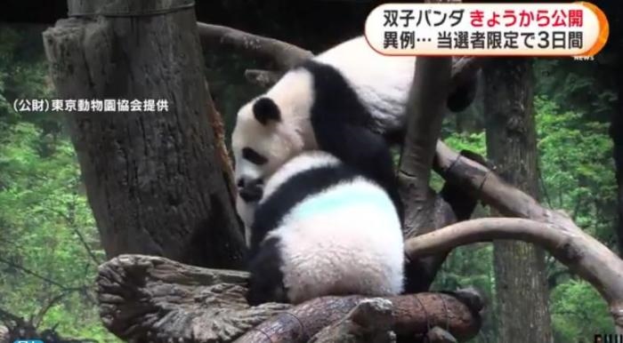 12日，日本東京上野動物園的旅日雙胞胎熊貓開始同游客見面。(圖片來源：日本富士電視臺視頻截圖)