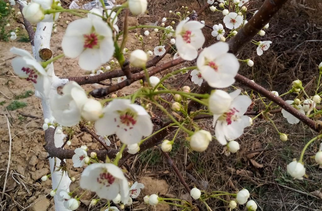 這是拍攝的汾西縣后加樓村盛開(kāi)的梨花。(受訪者供圖)