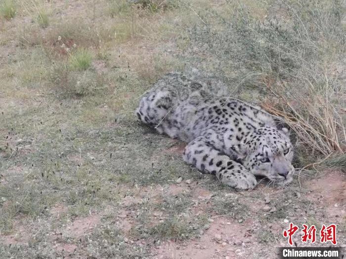 圖為在四子王旗發(fā)現(xiàn)的雪豹(資料圖)?！∷淖油跗炀焦﹫D