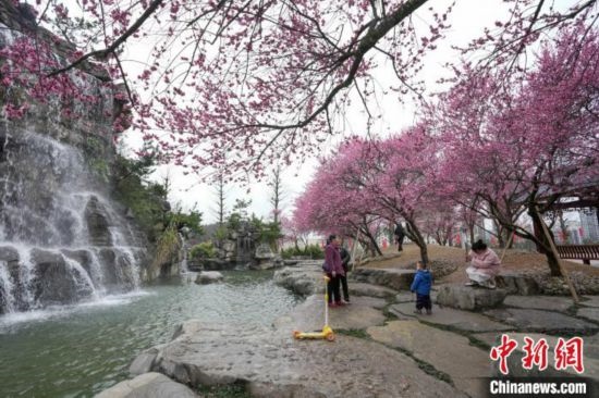 2月23日，市民在乾藝梅園景區(qū)觀賞綻放的梅花。陳興輝 攝