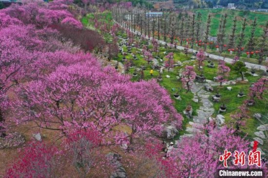 2月23日，航拍乾藝梅園景區(qū)綻放的梅花。瞿宏倫 攝