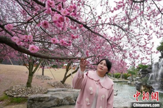 2月23日，市民在乾藝梅園景區(qū)觀賞綻放的梅花。陳興輝 攝