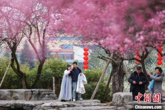 2月23日，市民在乾藝梅園景區(qū)觀賞綻放的梅花。瞿宏倫 攝
