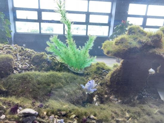圖為寶鋼湛江鋼鐵水控中心，觀賞海魚在鋼渣漁礁里游動