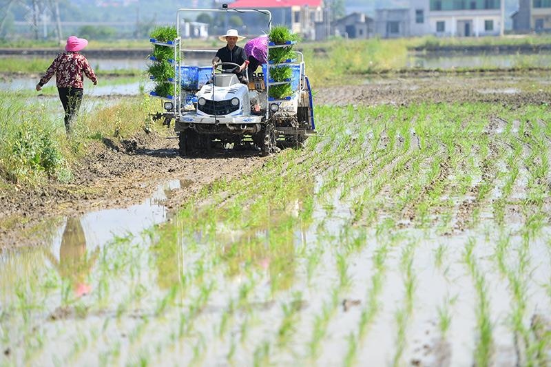△2023年4月26日，湖南湘潭市雨湖區(qū)姜畬鎮(zhèn)易建河村的一處高標(biāo)準(zhǔn)農(nóng)田，農(nóng)民駕駛插秧機(jī)插秧。