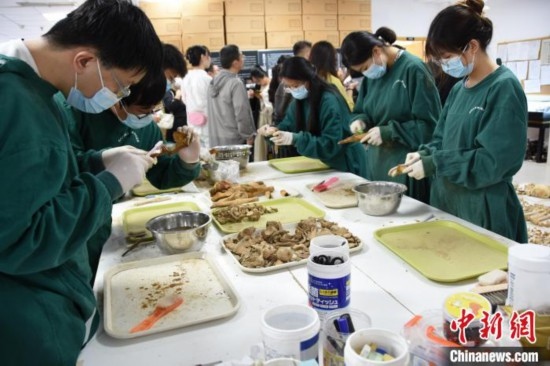 圖為鄭州大學(xué)在校大學(xué)生正在清理骨骼標(biāo)本。王宇 攝