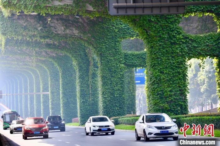 車輛從長滿爬山虎的橋墩旁經(jīng)過?！埨?攝