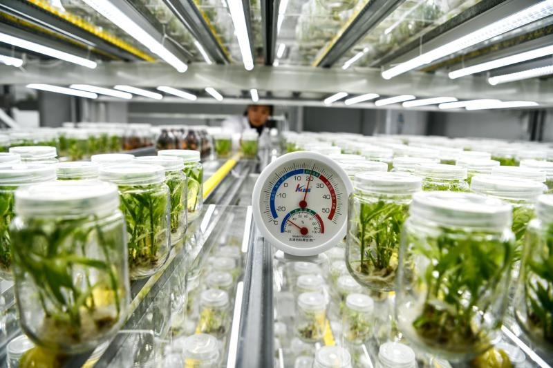 工作人員在貴陽市開陽縣南江蔬菜良種繁育中心的組培中心查看姜苗生長情況（2023年5月23日攝）。新華社記者 楊文斌 攝