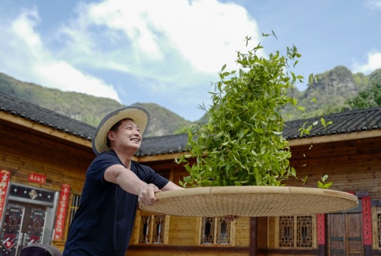 2023年4月19日，重慶市南川區(qū)德隆鎮(zhèn)茶樹村一個居民點(diǎn)，制茶工藝傳承人在幫助村民翻曬新鮮茶葉。