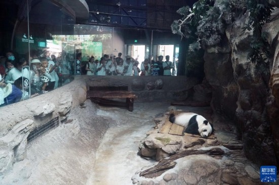 6月22日，游客在北京動物園大熊貓館參觀。新華社記者 任超 攝