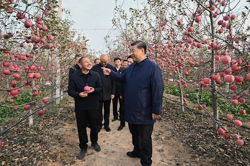 △2022年10月26日，陜西延安高橋鎮(zhèn)南溝村，習(xí)近平總書記走進果園，向現(xiàn)場采摘的果農(nóng)了解蘋果收成。