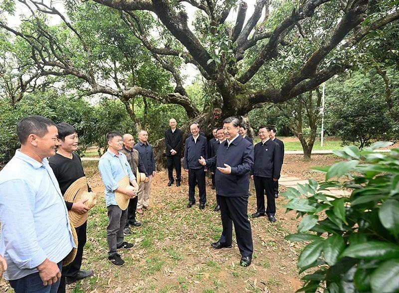 △今年4月11日，習(xí)近平總書記在廣東茂名高州市根子鎮(zhèn)柏橋村荔枝種植園，同現(xiàn)場技術(shù)人員親切交流。