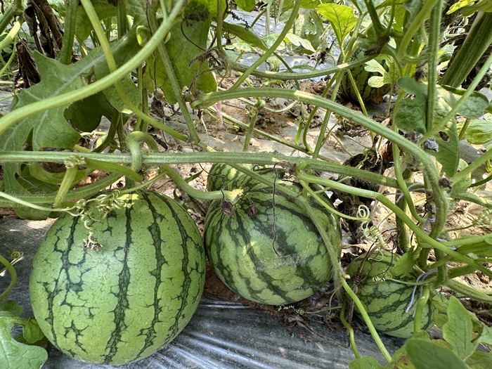 漿水李村瓜果種植基地。王紹紹攝
