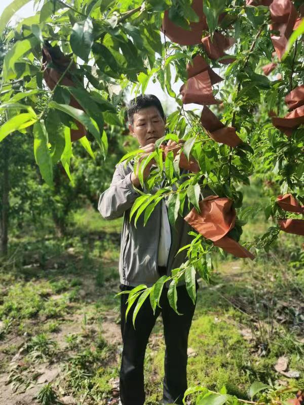 河南長垣樊相鎮(zhèn)谷寨采摘園。王紹紹攝