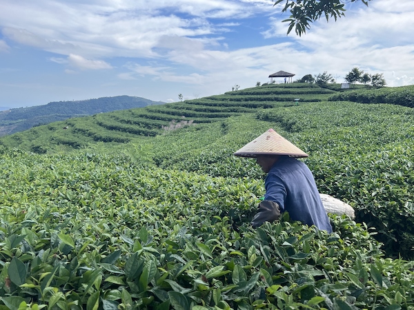 茶農(nóng)正在茶園中采茶。人民網(wǎng) 高清揚(yáng)攝