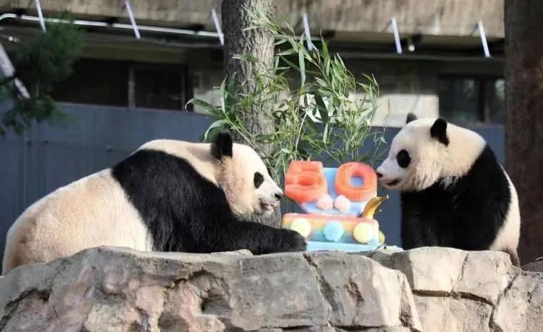 2022年，美國(guó)國(guó)家動(dòng)物園舉辦活動(dòng)慶祝大熊貓抵美50周年，園方為大熊貓“美香”“添添”和“小奇跡”一家三口準(zhǔn)備了有“50”字樣的冰凍水果蛋糕。（圖片來源：雅安市廣播電視臺(tái)）