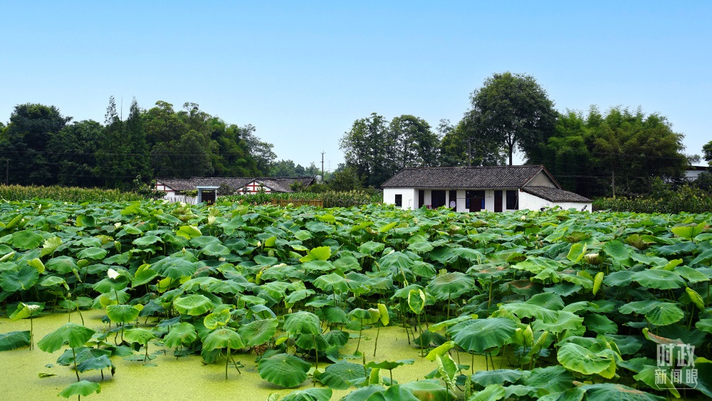 四川眉山，永豐村荷塘。2022年6月，習(xí)近平曾到此調(diào)研鄉(xiāng)村振興情況。（總臺(tái)央廣記者潘毅拍攝）