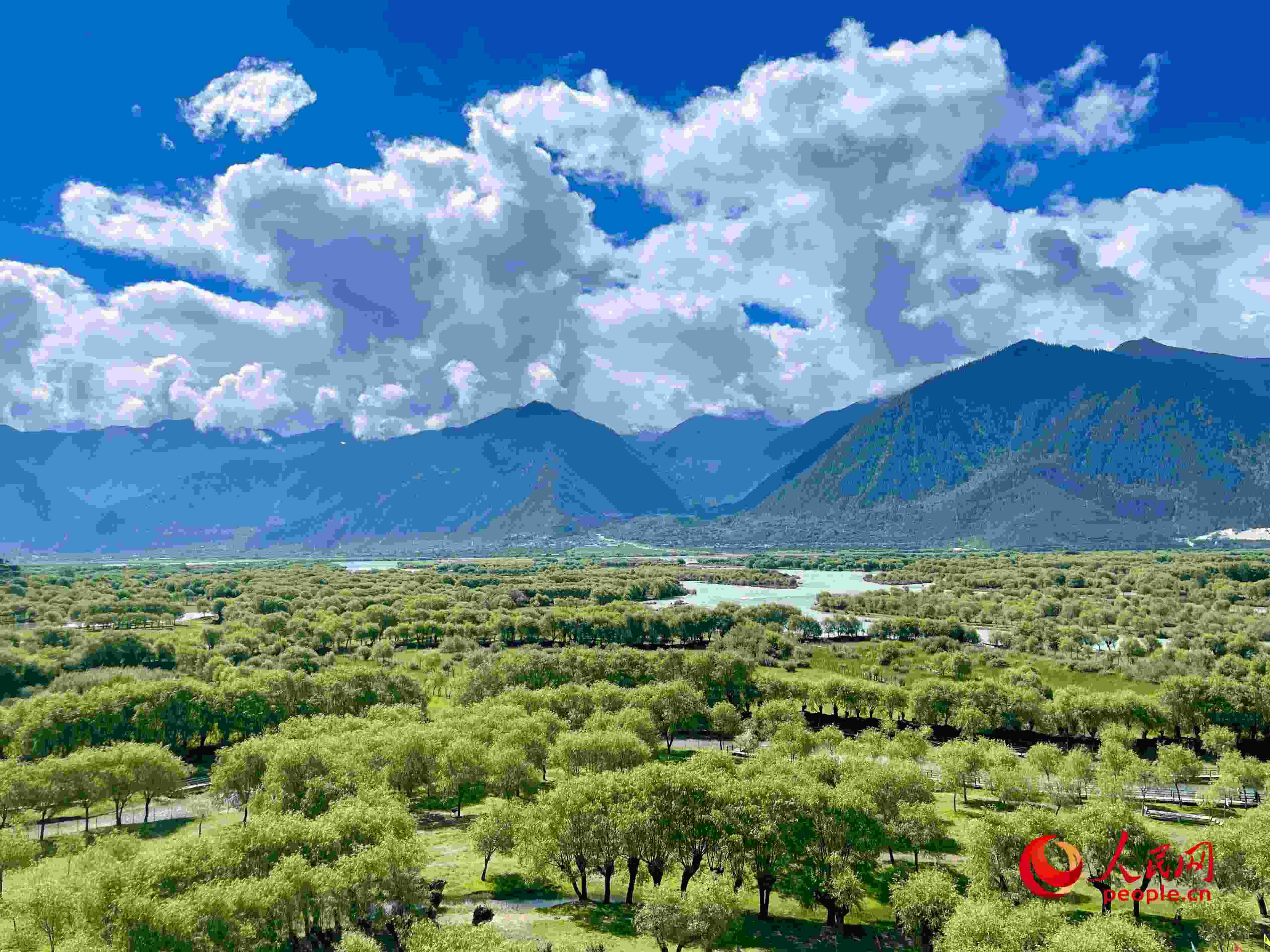 夏日的雅尼國家濕地公園生機盎然，如詩如畫。人民網(wǎng) 周靜圓攝
