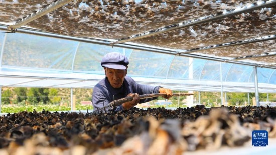 7月29日，在卓尼縣納浪鎮(zhèn)納浪村黑木耳種植基地，農(nóng)戶在翻曬黑木耳。