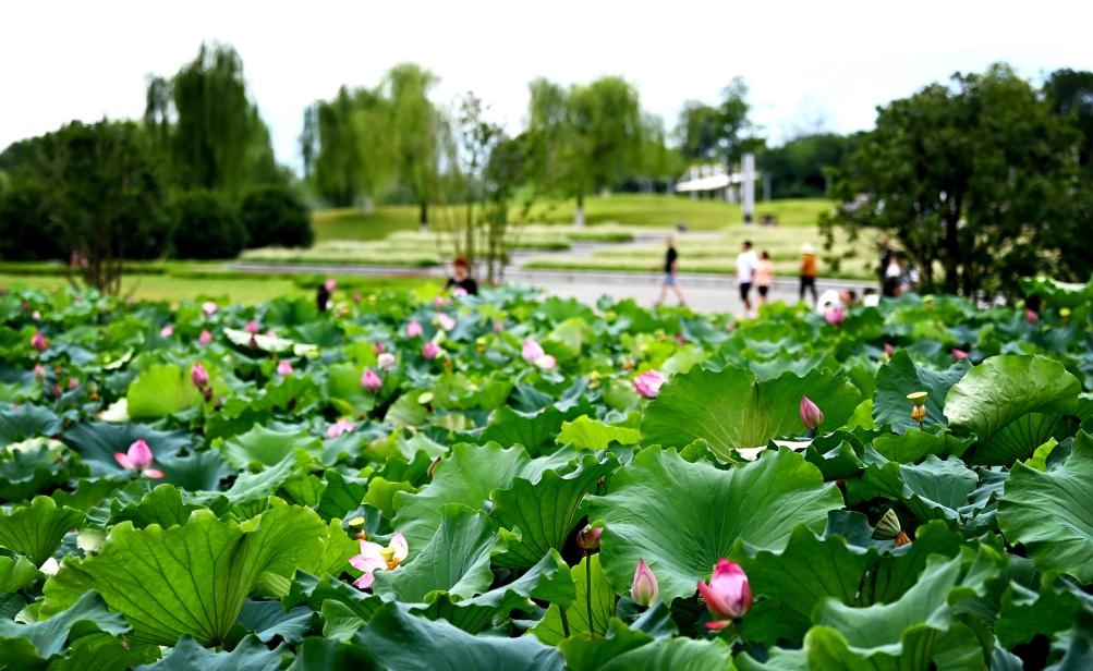 日前，陜西省漢中市漢江兩岸的天漢濕地公園內(nèi)，市民在休閑賞景。新華社記者 劉瀟 攝