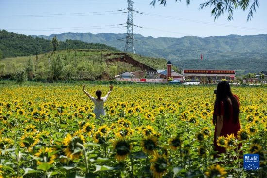 8月12日，游客在寧夏固原市涇源縣大灣鄉(xiāng)楊嶺村向日葵田中拍照。新華社記者 李旭倫 攝