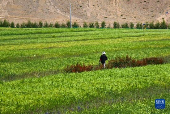 8月12日，西藏阿里地區(qū)普蘭縣赤德村村民在一片青稞田里行走。