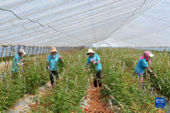 8月17日，農(nóng)民在吉林省德惠市朱城子鎮(zhèn)沿河村程雪家庭農(nóng)場采摘玫瑰花。新華社記者 張楠 攝