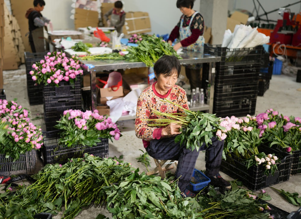 在浦江縣杭坪鎮(zhèn)烏漿村的鮮花種植基地，村民在處理芍藥鮮切花，準(zhǔn)備發(fā)往各地（5月23日攝）。新華社記者 翁忻旸 攝