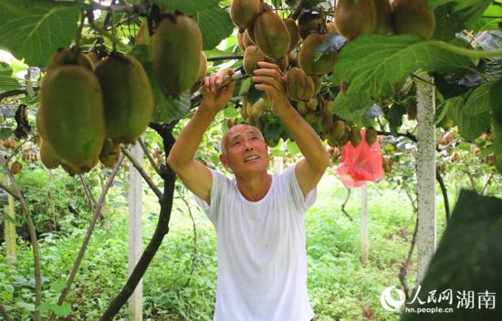 “農(nóng)民專家”丁清清在果園里采摘。 人民網(wǎng)記者 劉賓攝