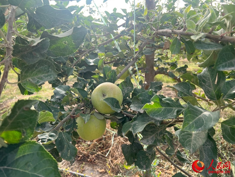 已有蘋果掛在枝頭，10月底即可成熟。人民網(wǎng)記者 常雪梅攝