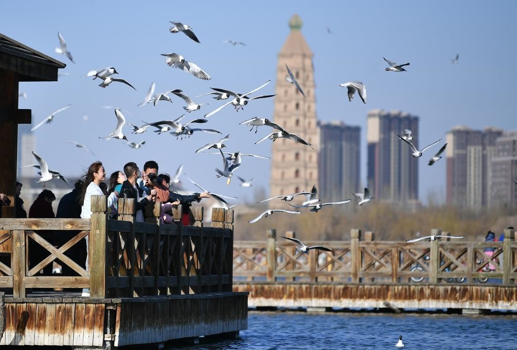 市民在寧夏銀川市海寶公園觀賞候鳥（2023年3月12日攝）。新華社記者王鵬 攝