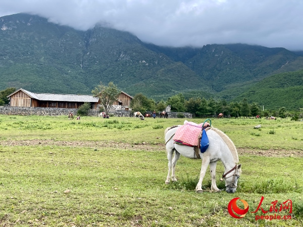 玉湖村附近草甸。人民網(wǎng) 周靜圓攝