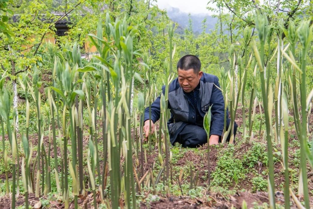 4月14日，村民陳朋在地里管護(hù)種植的黃精。新華社記者 唐奕 攝