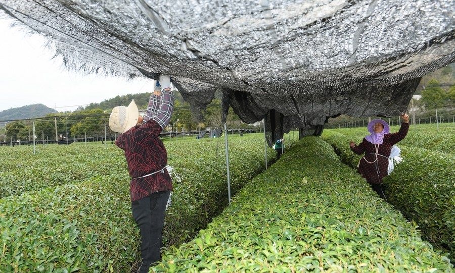  在浙江省紹興市越城區(qū)富盛鎮(zhèn)抹茶生產(chǎn)基地，農(nóng)戶為茶樹拉遮陽網(wǎng)（2023年2月28日攝）。