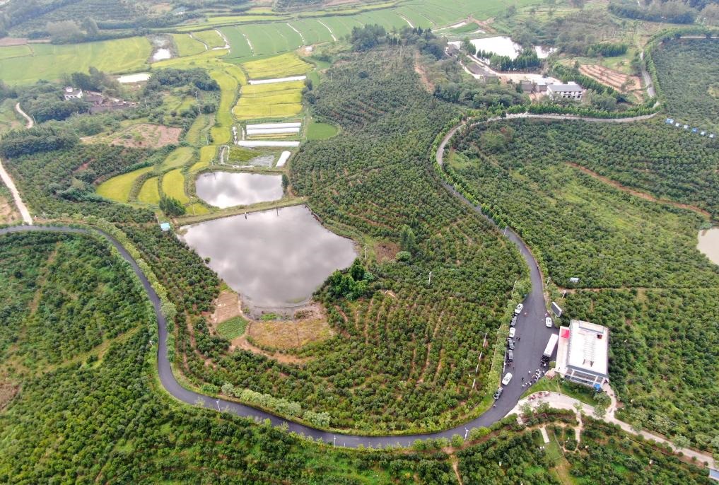 這是2020年8月25日拍攝的河南省光山縣槐店鄉(xiāng)司馬光油茶園（無(wú)人機(jī)照片）。新華社記者郝源攝