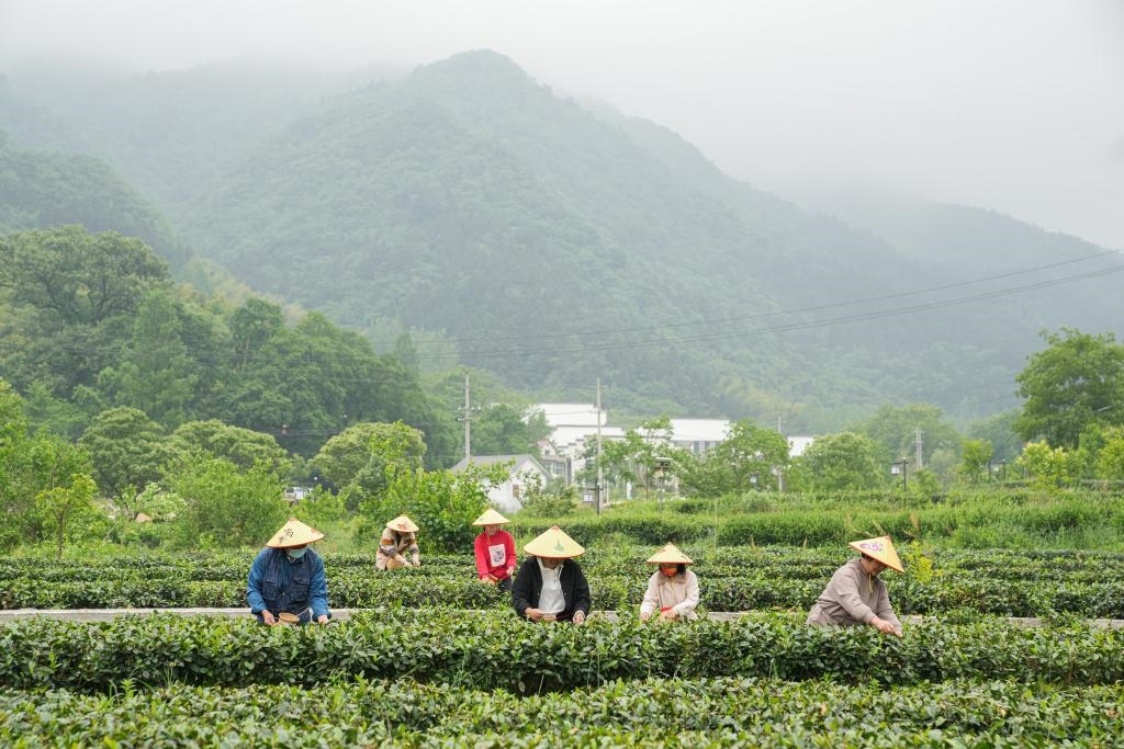 2022年5月11日，村民在大灣村生態(tài)茶園內(nèi)采摘茶葉。新華社記者杜宇攝