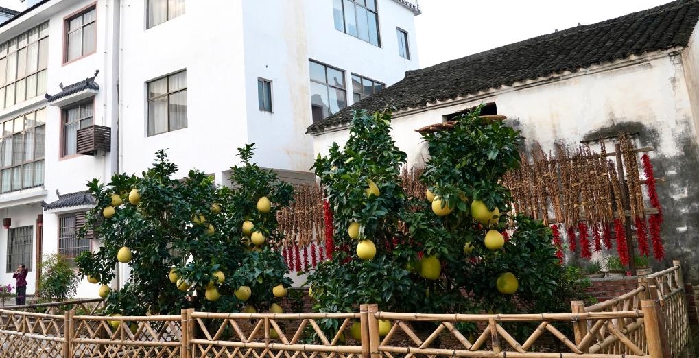 近日在江西省上饒市婺源縣秋口鎮(zhèn)王村石門自然村拍攝的馬家柚。新華社記者 胡晨歡 攝