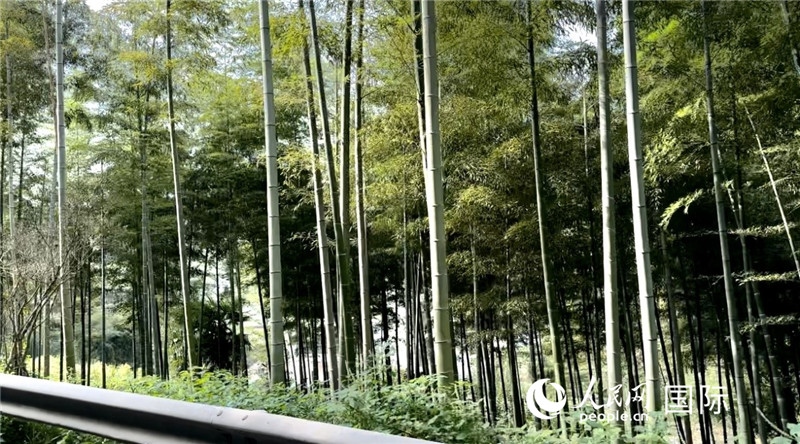沿途中的竹林。人民網(wǎng)記者 周雨攝