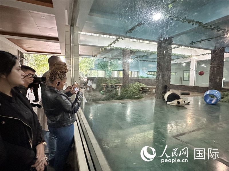 “增進(jìn)民心相通”國際民間人士代表團(tuán)參觀安吉竹博園大熊貓館。人民網(wǎng)記者 周雨攝