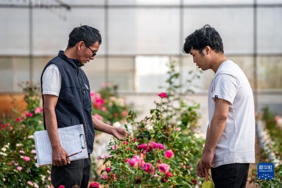 在云南省安寧市現(xiàn)代農(nóng)業(yè)園區(qū)玫瑰種植示范園，技術(shù)員田連通（左）在和同事交流（10月20日攝）。