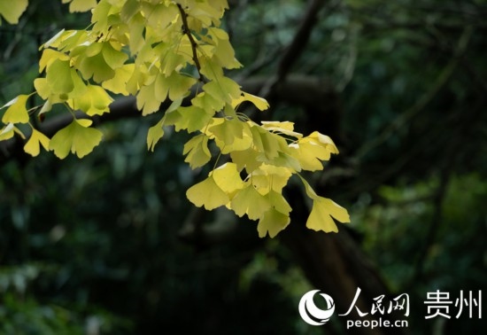 觀山湖公園秋意漸濃。人民網(wǎng) 陽(yáng)茜攝