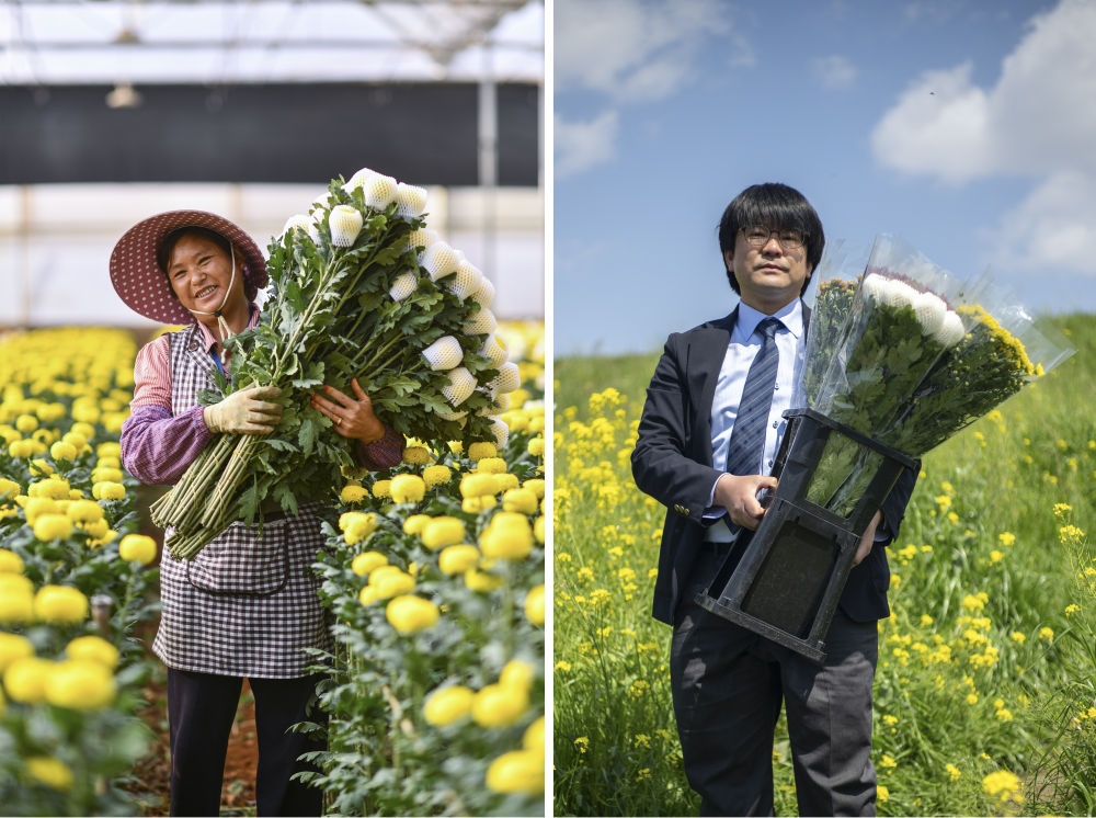 這張拼版照片中，左圖為2023年3月22日在中國云南省開遠市，花農(nóng)李蘭英在采摘鮮花；右圖為2023年4月3日在日本埼玉縣三鄉(xiāng)市，經(jīng)營花卉公司的小西武為訂貨的花店送花。中國云南有著亞洲最大的鮮切花交易市場，一年可以賣出110億枝鮮切花。春季云南大量鮮花進入盛花期，各類鮮花通過冷鏈物流陸續(xù)進入日本市場，成為當(dāng)?shù)厝松畹拿利慄c綴。