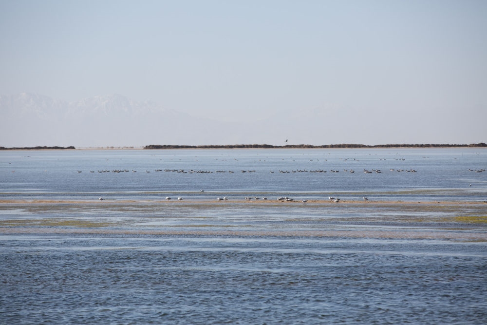 鳥兒在青海察爾汗鹽湖邊的淡水湖上棲息（2017年9月10日攝）。新華社記者 金立旺 攝