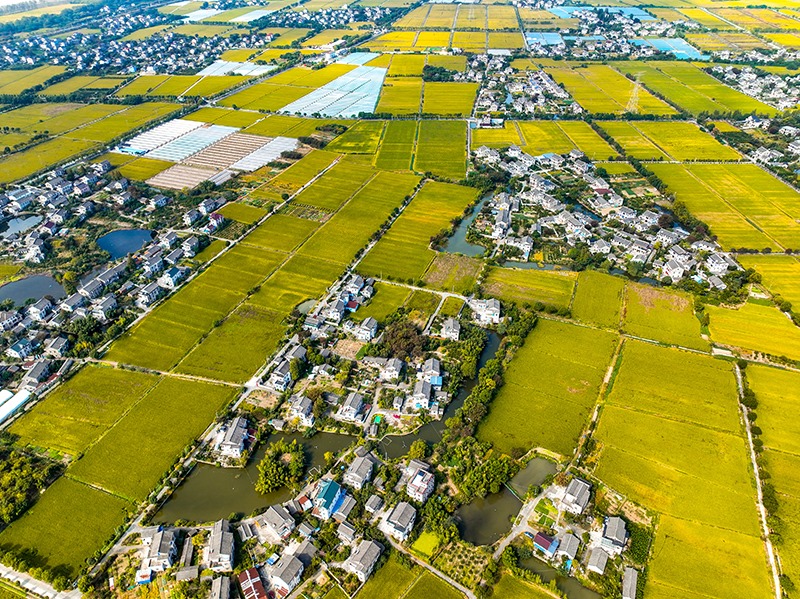 2023年10月22日，浙江海寧市黃灣鎮(zhèn)，金秋時(shí)節(jié)，金黃色的稻田與美麗鄉(xiāng)村構(gòu)成一幅寧靜祥和的畫卷。