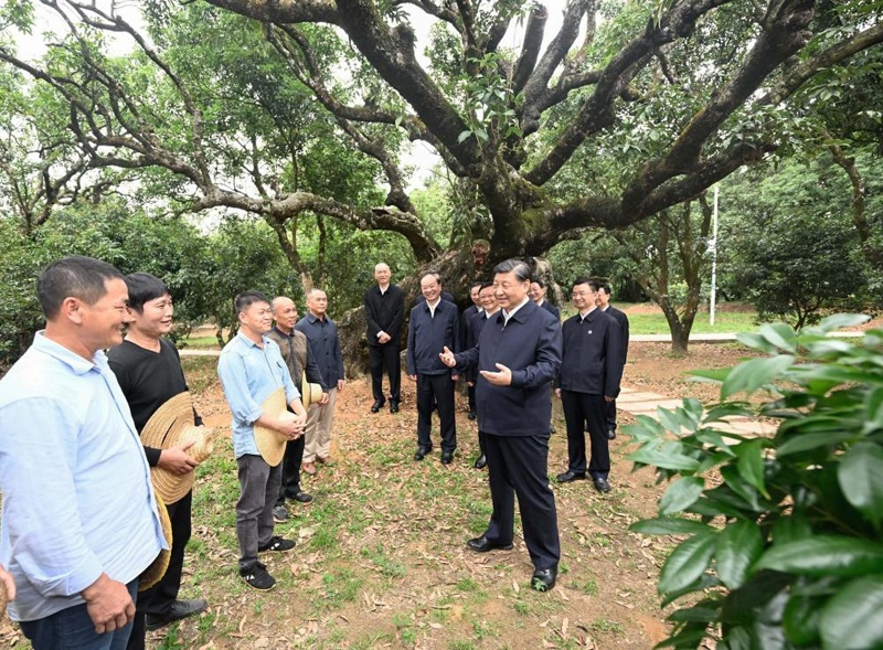 2023年4月11日，習(xí)近平總書記在廣東茂名高州市根子鎮(zhèn)柏橋村荔枝種植園，同現(xiàn)場技術(shù)人員親切交流。新華社記者 李學(xué)仁 攝