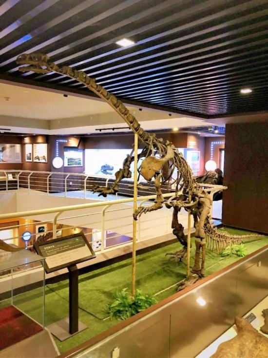 中國古動物館展出的許氏祿豐龍化石。（中國古動物館供圖）