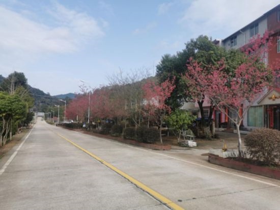 道路兩旁的山櫻花。將樂縣農業(yè)農村局供圖